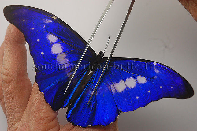 Morpho rhetenor helena (aberrant) Internet Image property of respective owner, non-commercial use only